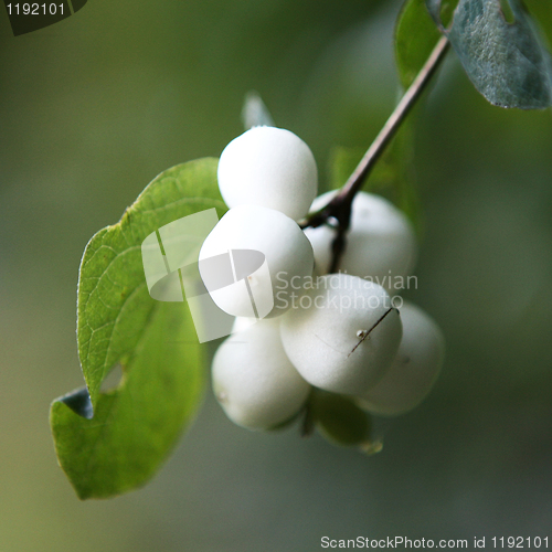 Image of White Berry