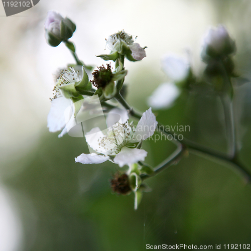 Image of Hawthorn