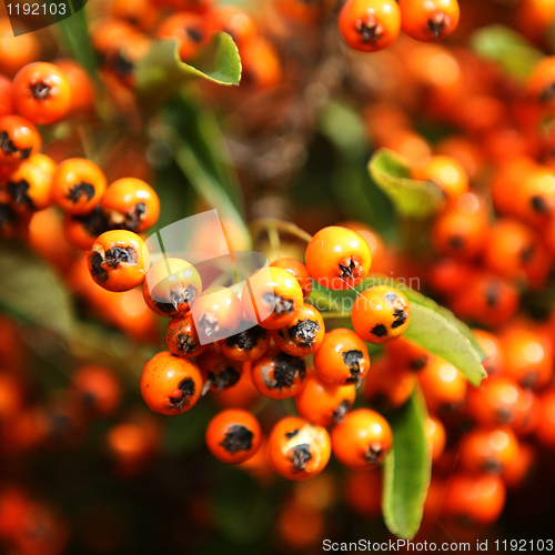 Image of Orange Berry