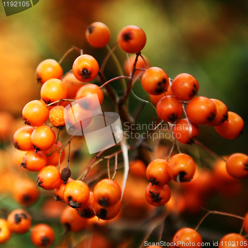 Image of Orange Berry