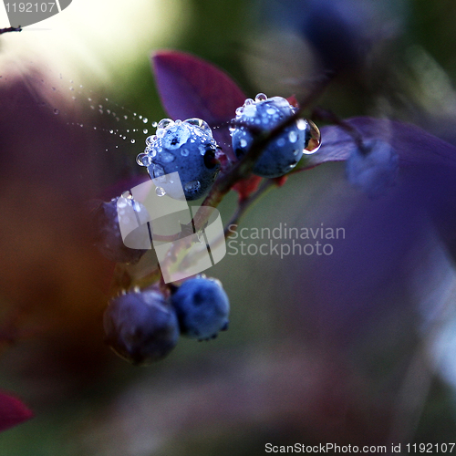 Image of Blueberry