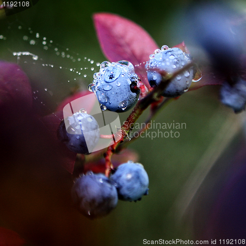Image of Blueberry