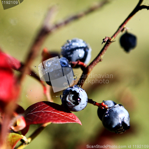 Image of Blueberry