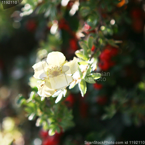 Image of Wild Yellow Flower