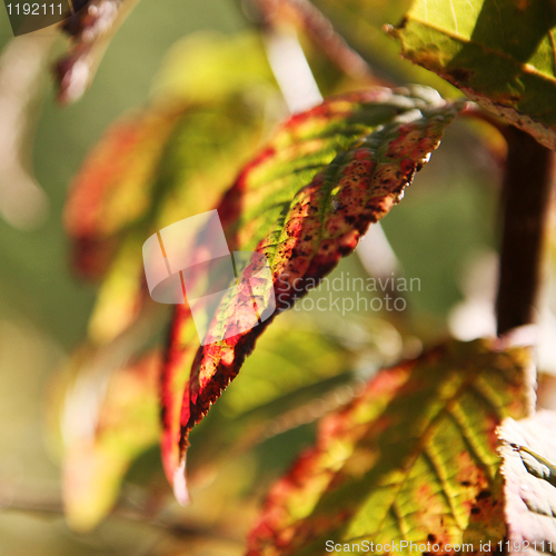 Image of Cherry Blossom