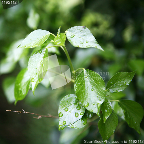 Image of Green Leaves
