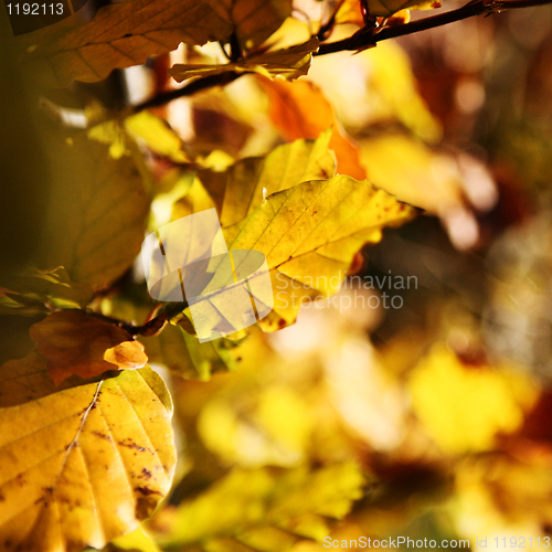 Image of Copper Beech