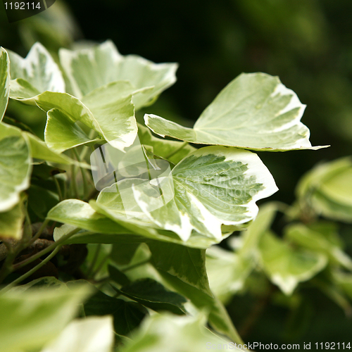 Image of Green Leaves