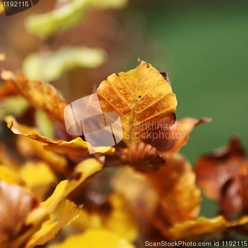 Image of Copper Beech