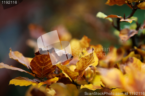 Image of Copper Beech