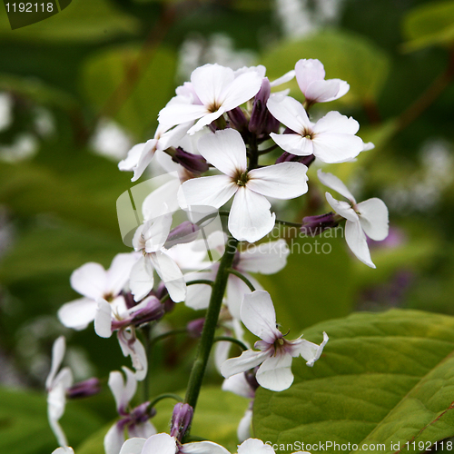 Image of Wild Flowers