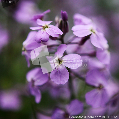 Image of Pink Flower