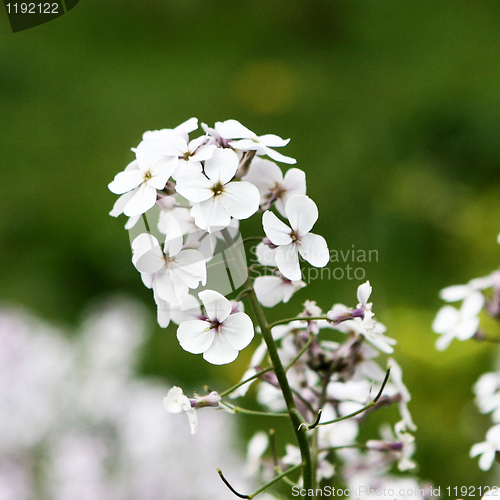 Image of White Flower