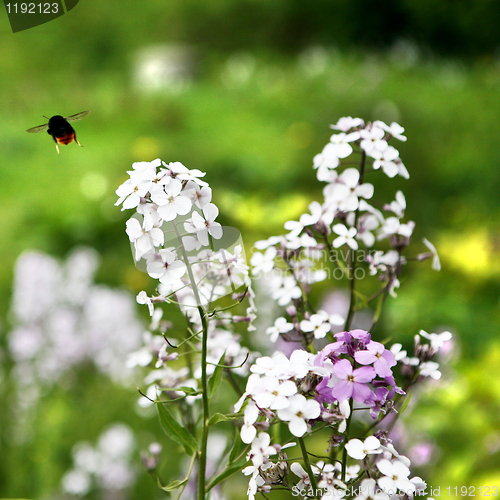 Image of Busy Bee and Wild Flower