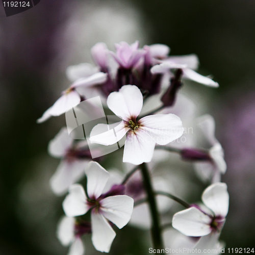 Image of Wild Flower