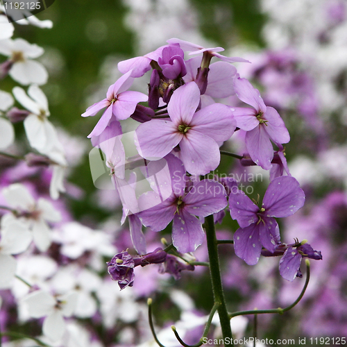 Image of Pink Flower