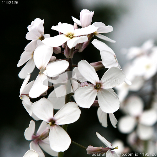 Image of White Wild Flower