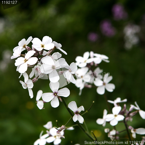 Image of White Wild Flower