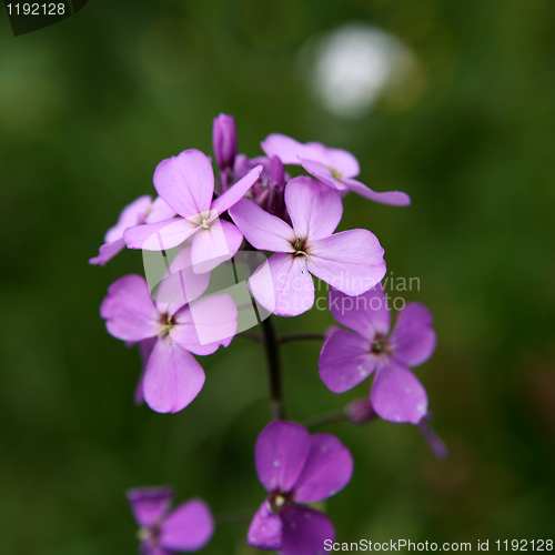 Image of Wild Purple Flower