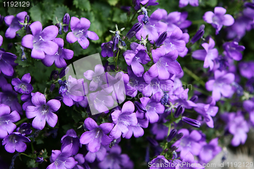 Image of Purple Flower