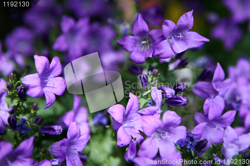 Image of Purple Flower