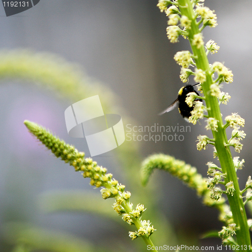 Image of Bee on Wild Flower