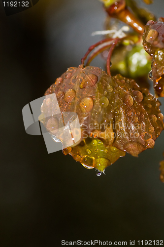 Image of raindrops on leaf