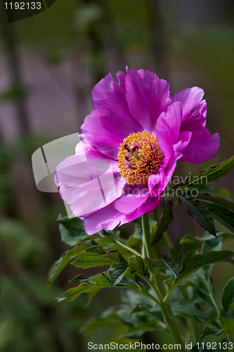 Image of Pink peaony