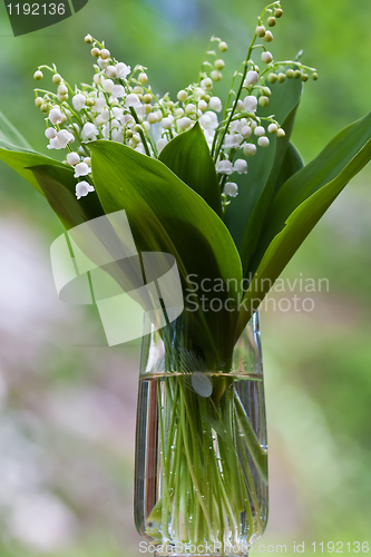 Image of Lilies of the valley