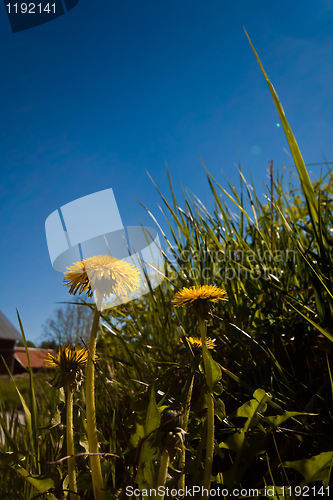 Image of dandelions