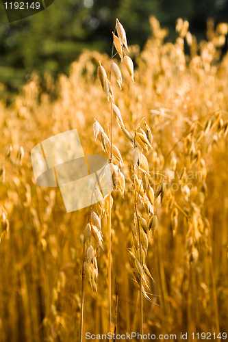 Image of  ripened oats,