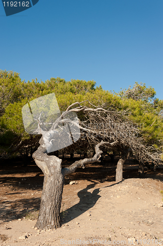 Image of Windswept pine trees