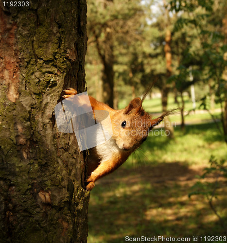 Image of squirrel 