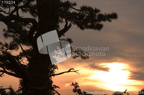 Image of Sunset with Pine