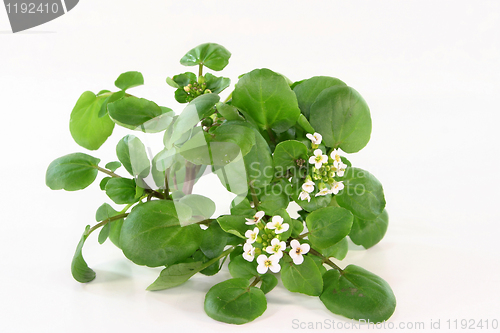 Image of Watercress