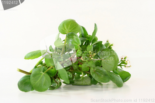 Image of Watercress