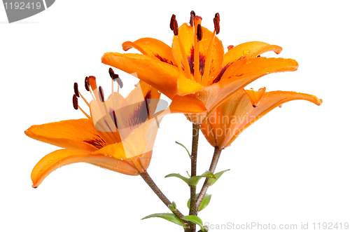 Image of Orange lilies