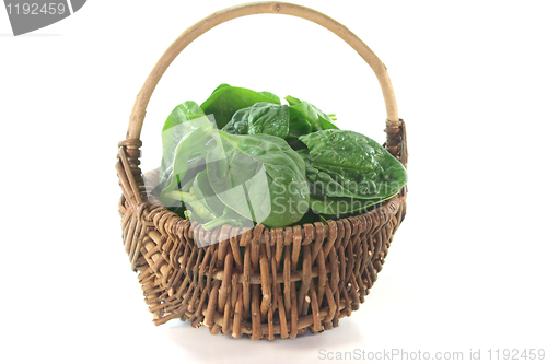 Image of leaf spinach