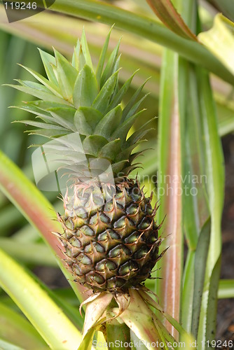 Image of Pineapple plantation