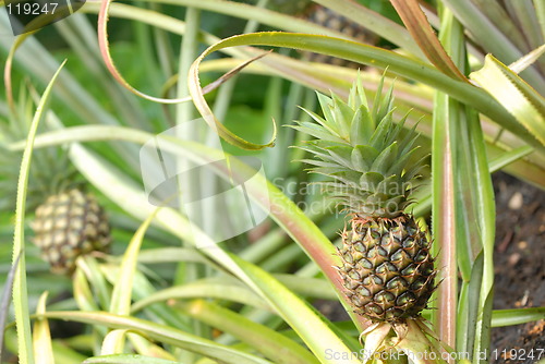 Image of Pineapples plantation