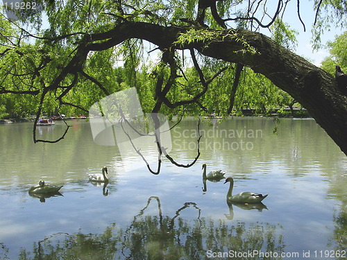 Image of Swan pond
