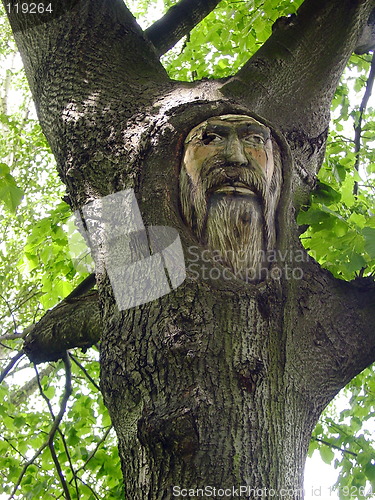 Image of Tree-face