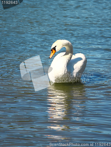 Image of Swan