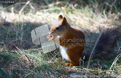 Image of Red Squirrel Eating Nuts