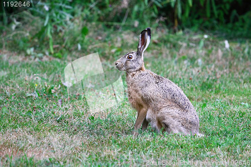 Image of Sitting Hare