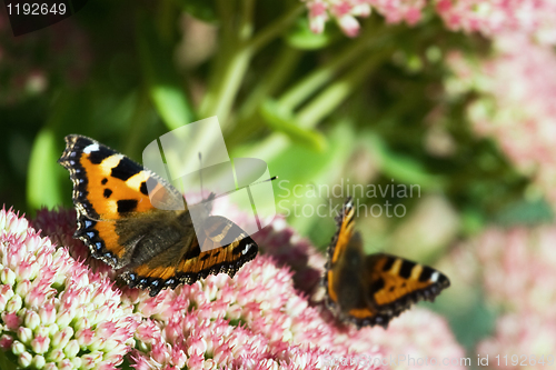Image of Butterfly