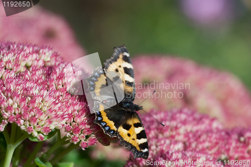 Image of Butterfly