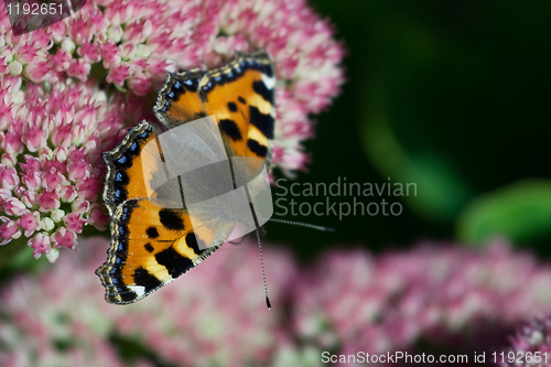 Image of Butterfly