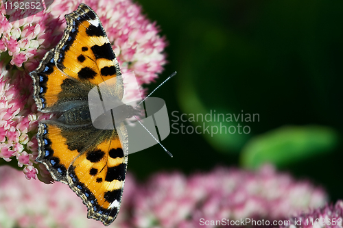 Image of Butterfly on the Edge