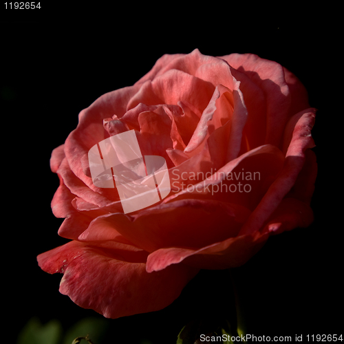 Image of Red Rose